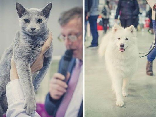 Bei der Haustiermesse Wien gibt es so manches Highlight für Hunde und Katzen