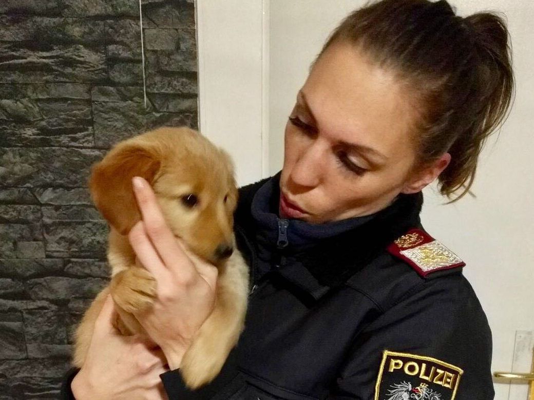 Illegaler Welpenhandel in Wien aufgeflogen. Illegaler Welpenhandel in Wien aufgeflogen.