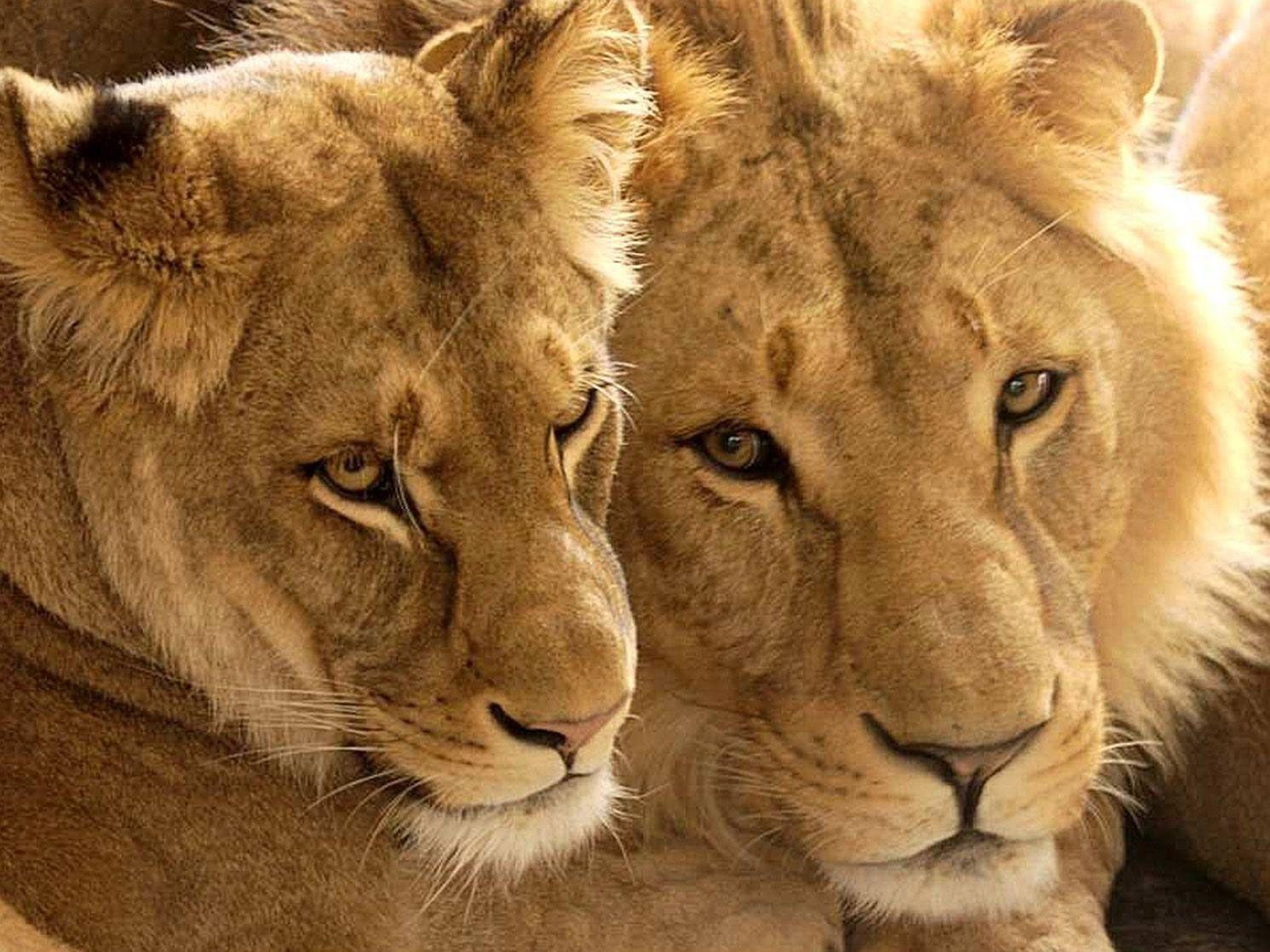Im Tiergarten Schönbrunn sei ein Löwe ausgebrochen, wie es hieß Im Tiergarten Schönbrunn sei ein Löwe ausgebrochen, wie es hieß