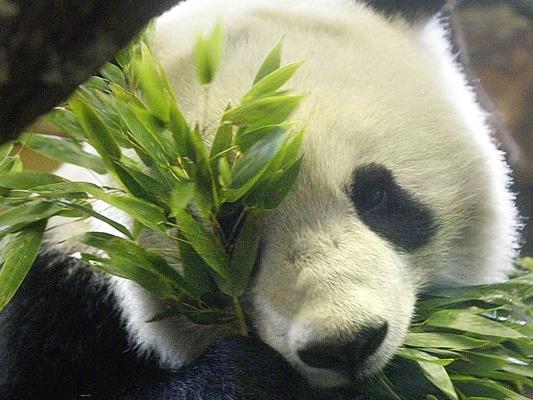 Der verstorbene Pandabär Long Hui soll im Tiroler Landesmuseum präpariert werden.