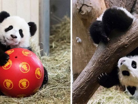 So herzig sind die Pandazwillinge beim Spielen in Schönbrunn