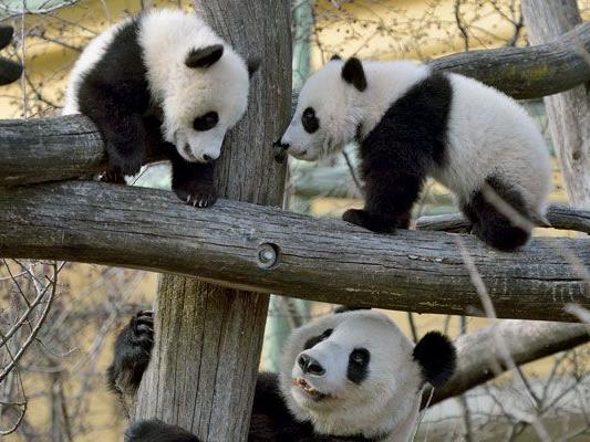 Der erste Ausflug der Panda-Zwillinge