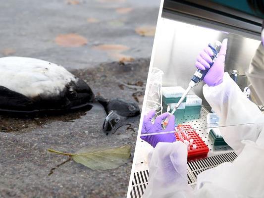 Bei den toten Vögeln an der Alten Donau wurde das Vogelgrippevirus nachgewiesen.