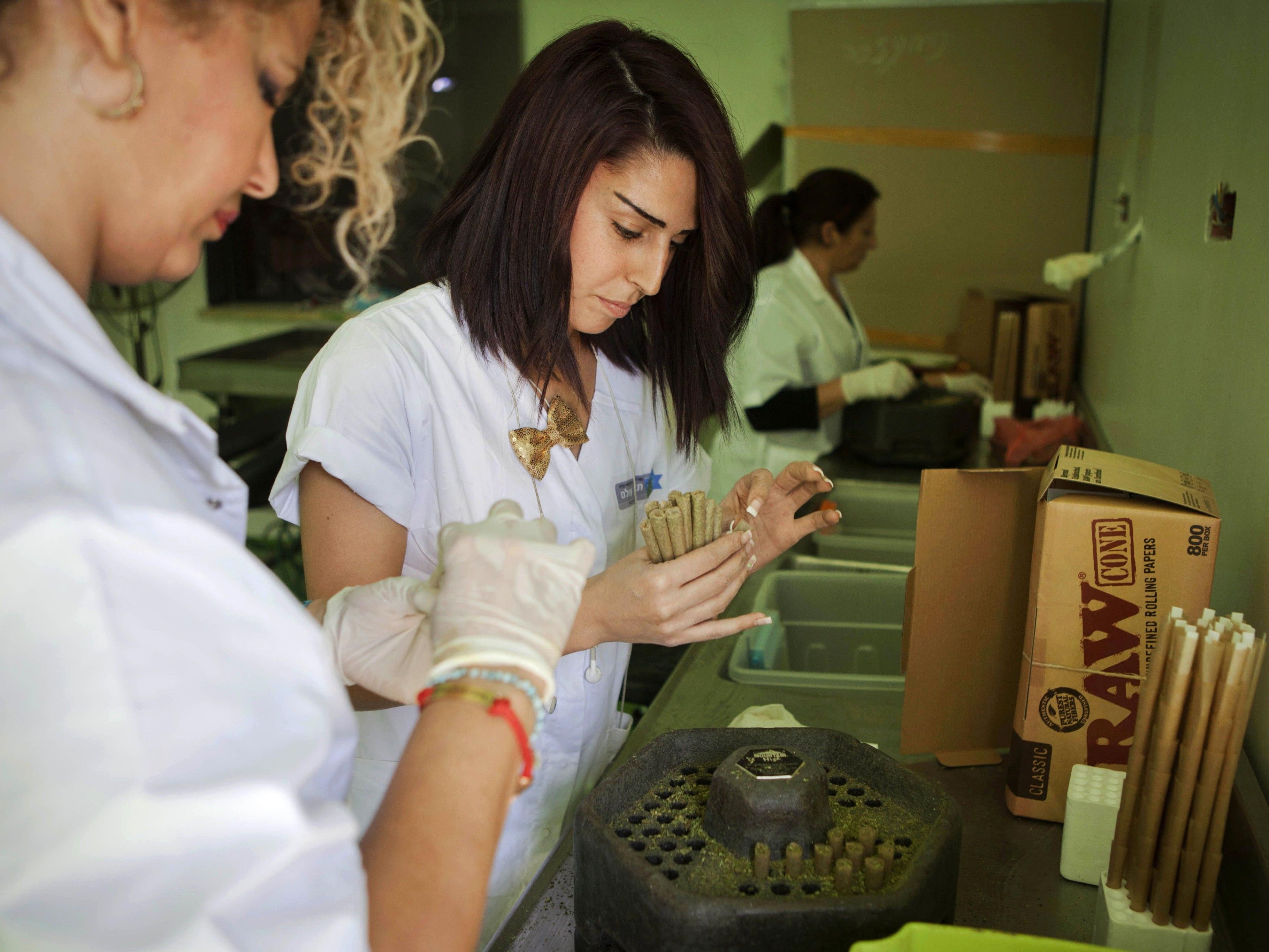 Israelische Frauen bei der Arbeit auf der "Tikkun Olam Medical Cannabis Farm" nahe der Stadt Safen in Israel