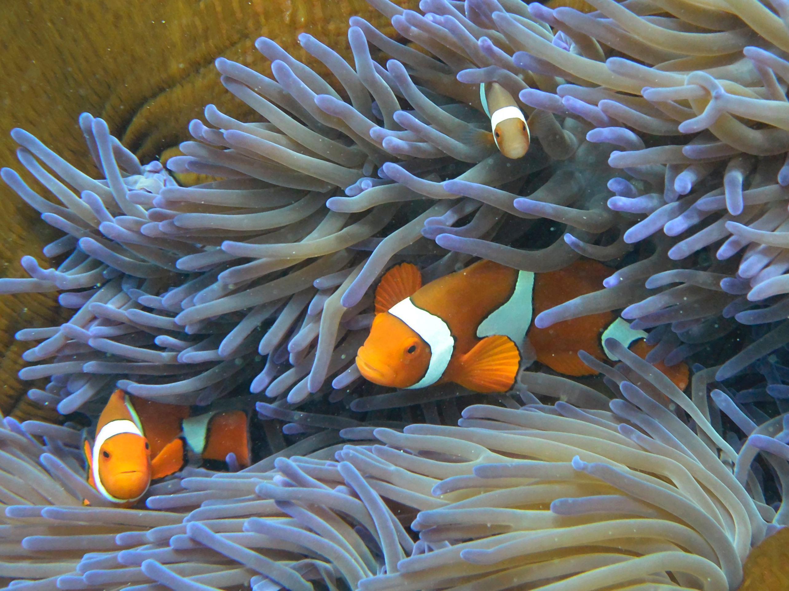 Das Leben im Great Barrier Reef schwindet.