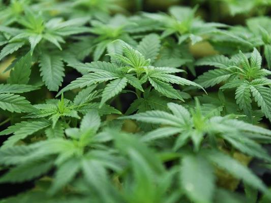Die Polizisten entdeckten in einer Nachbarwohnung 300 Cannabispflanzen.