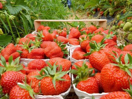 Auch auf Erdbeeren wurden Pestizidrückstände nachgewiesen.