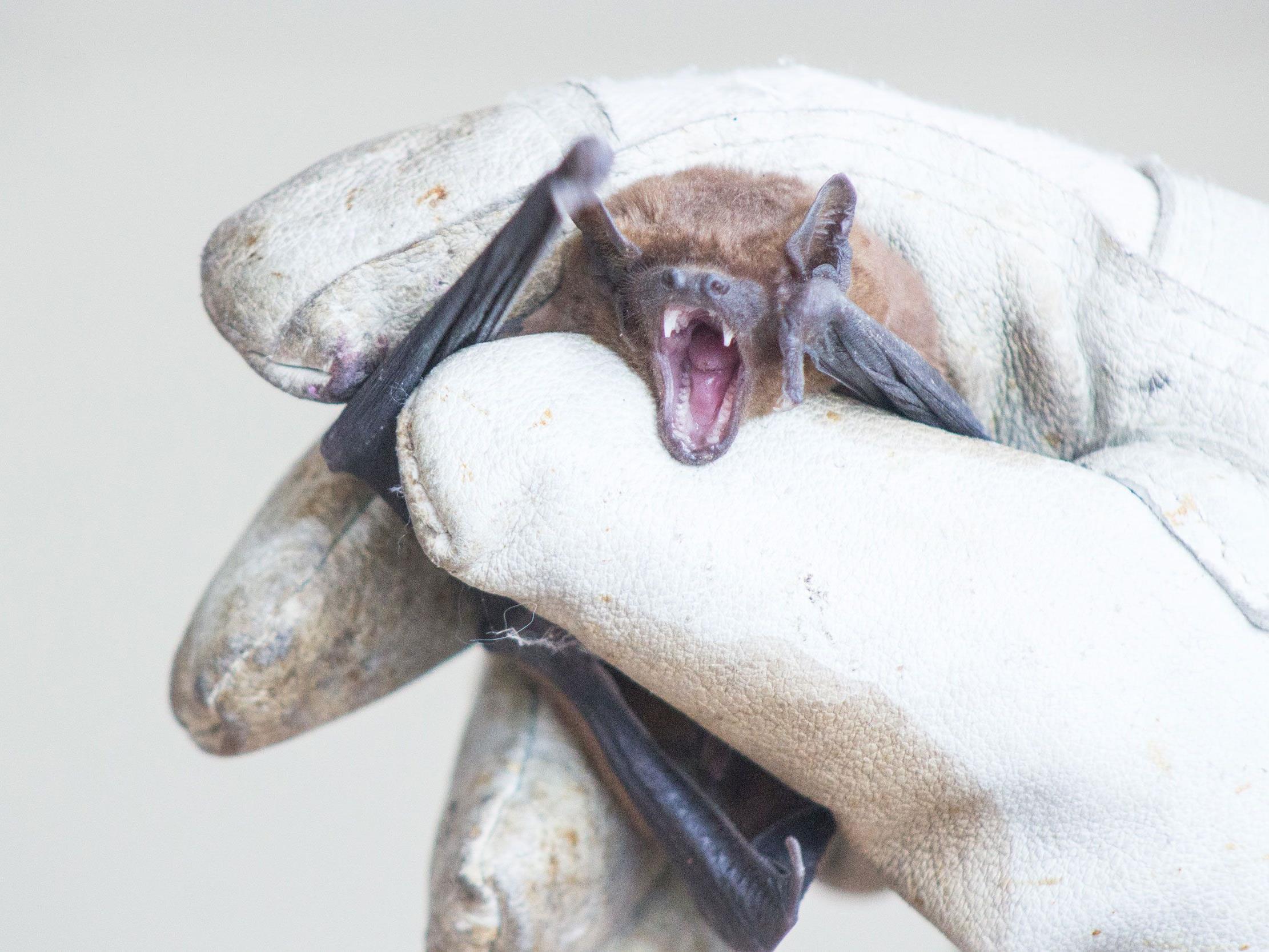 Ein Rudel Fledermäuse war zu Gast im Wiener Tierschutzverein