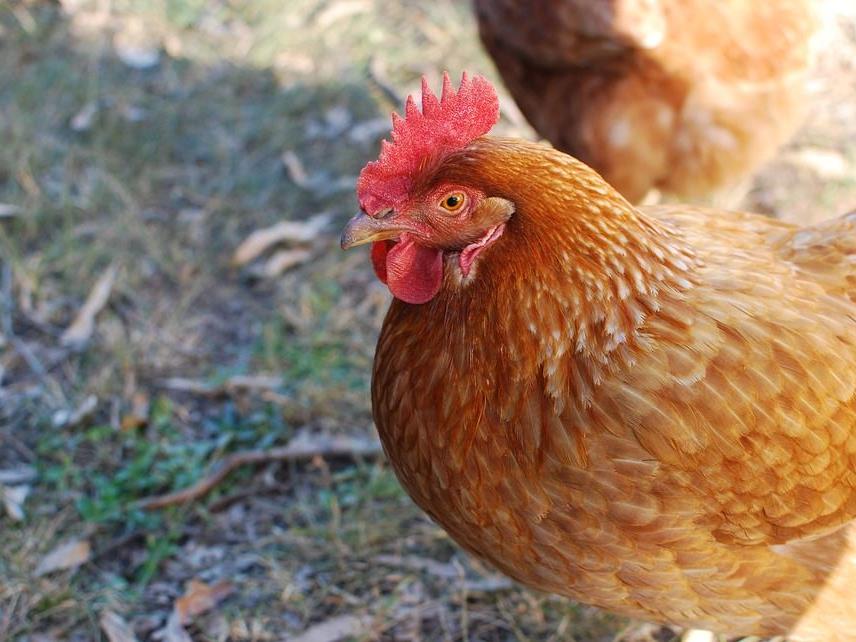 Wiener Tierschutzverein vereitelte illegalen Hühnerhandel.