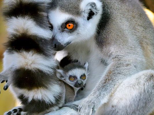 Die Kattas dürfen sich über Babys freuen