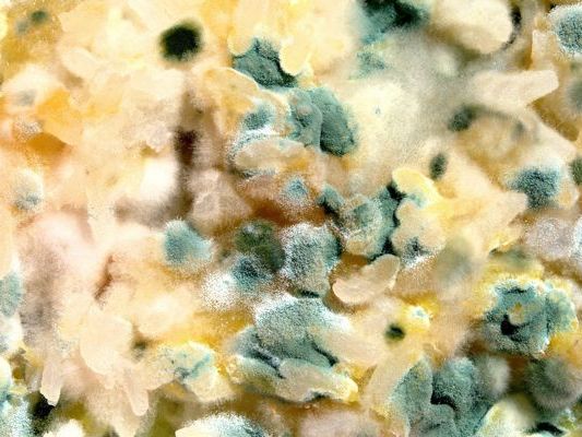 Manche Schimmelpilzarten können für die Gesundheit gefährlich sein. Manche Schimmelpilzarten können für die Gesundheit gefährlich sein.