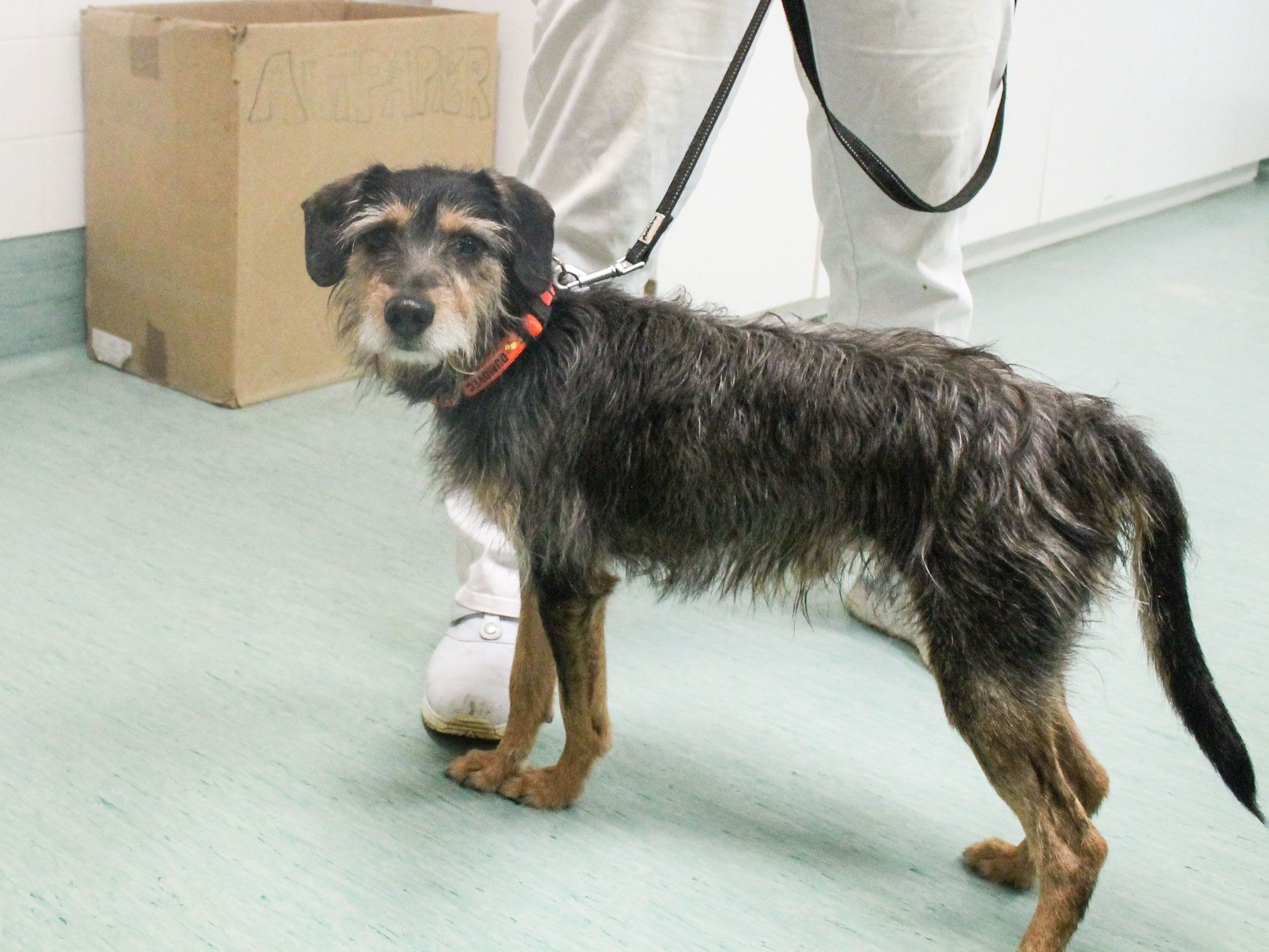 Einfach ausgesetzt: Terrier-Mix Strolchi Einfach ausgesetzt: Terrier-Mix Strolchi