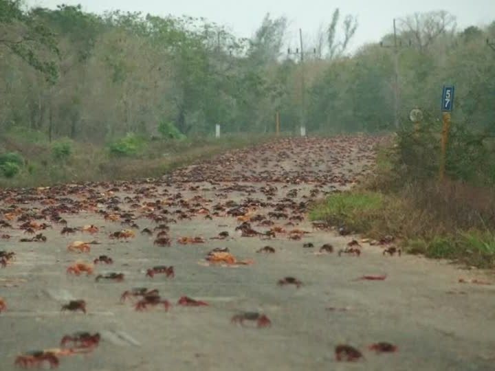 Die jährliche Invasion der Landkrabben auf Kuba. Die jährliche Invasion der Landkrabben auf Kuba.