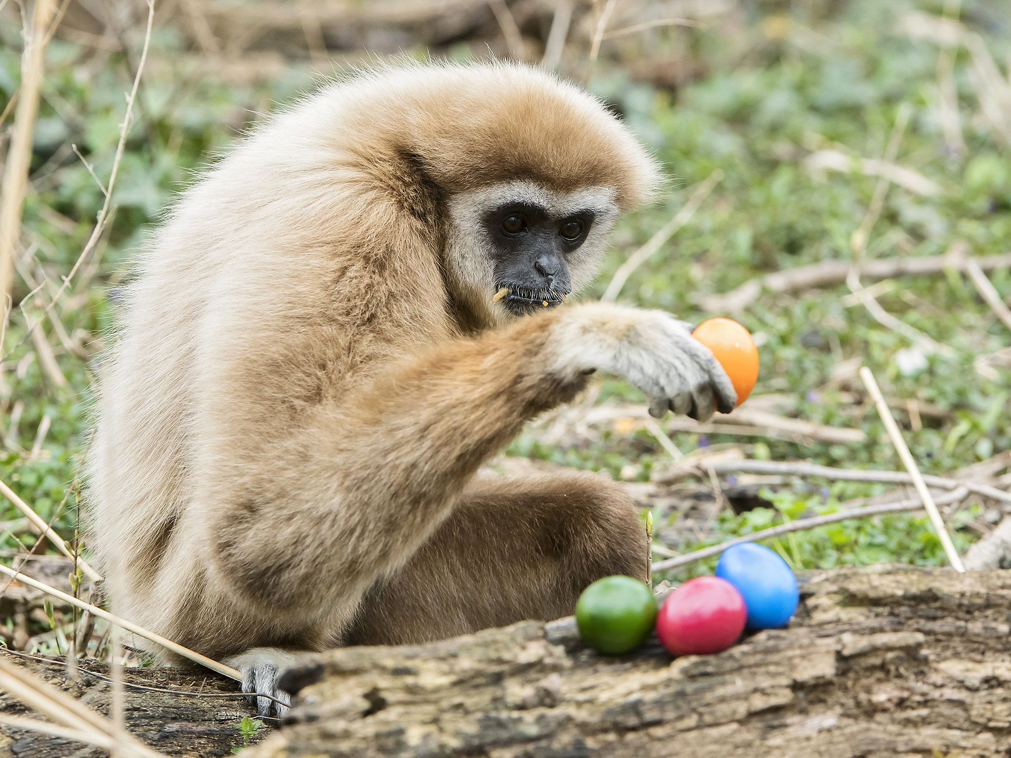 Auch die Affen freuen sich über ihr Osternest.