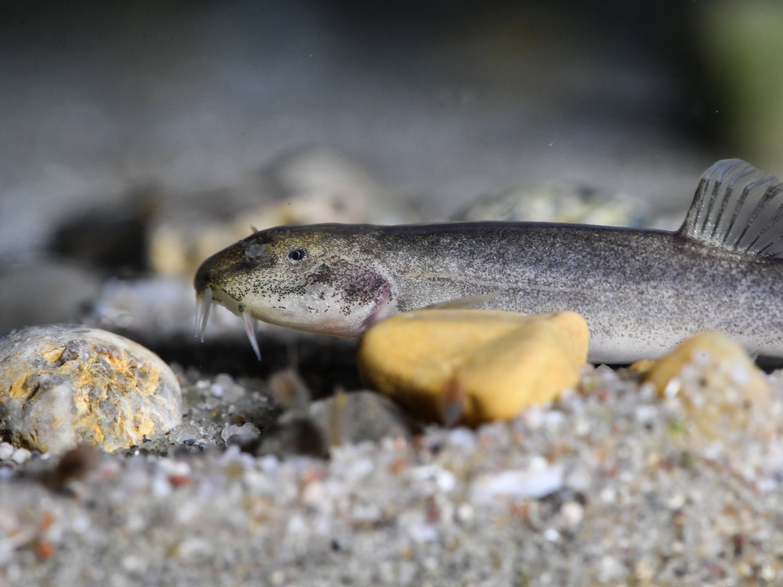 Forscher vermuten in Versickerungsbereich der Donau in Baden-Württemberg große Population. Forscher vermuten in Versickerungsbereich der Donau in Baden-Württemberg große Population.