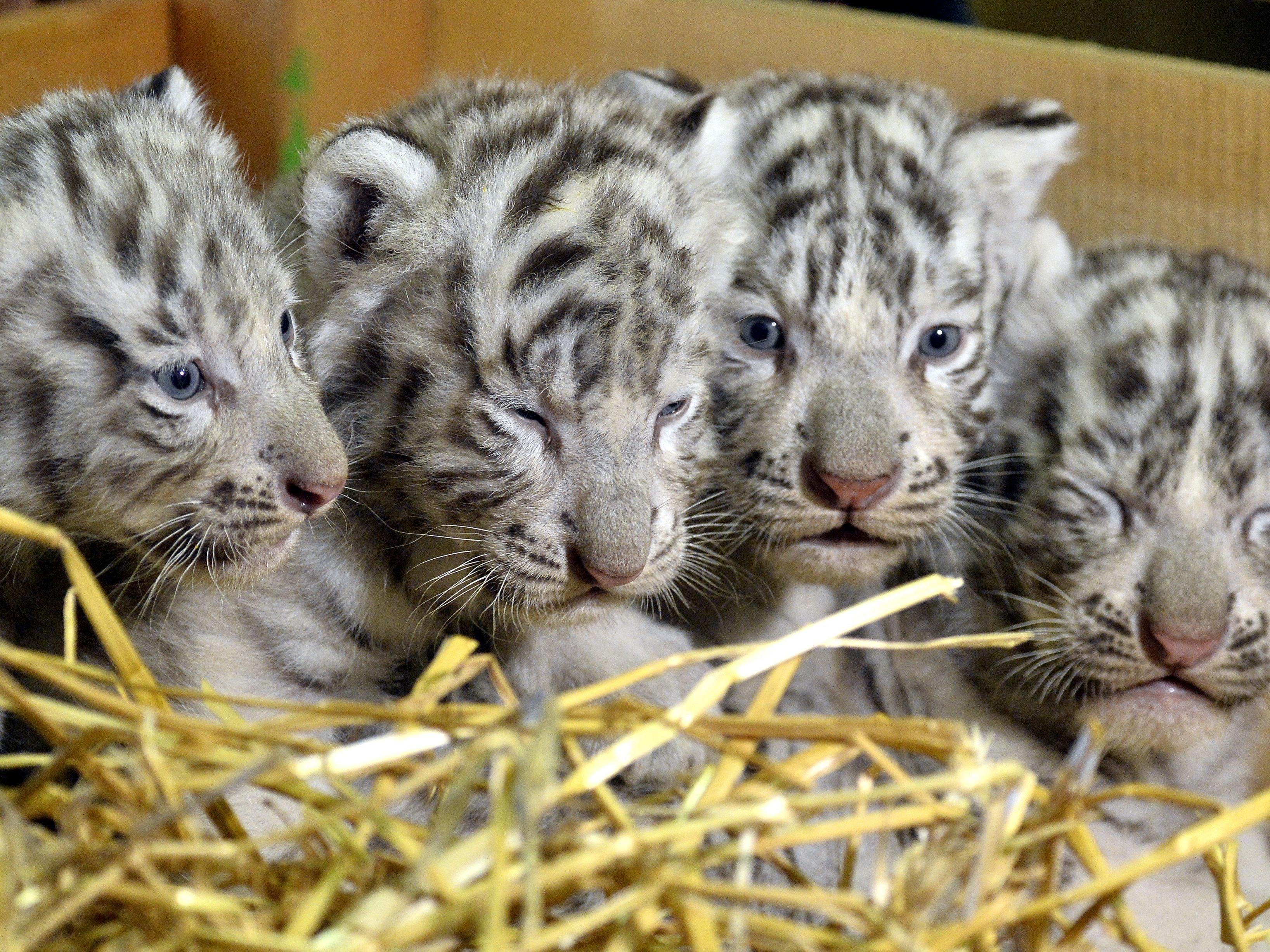 Weiße Tiger geboren: Das sind Falco, Toto, Mia und Mautzi