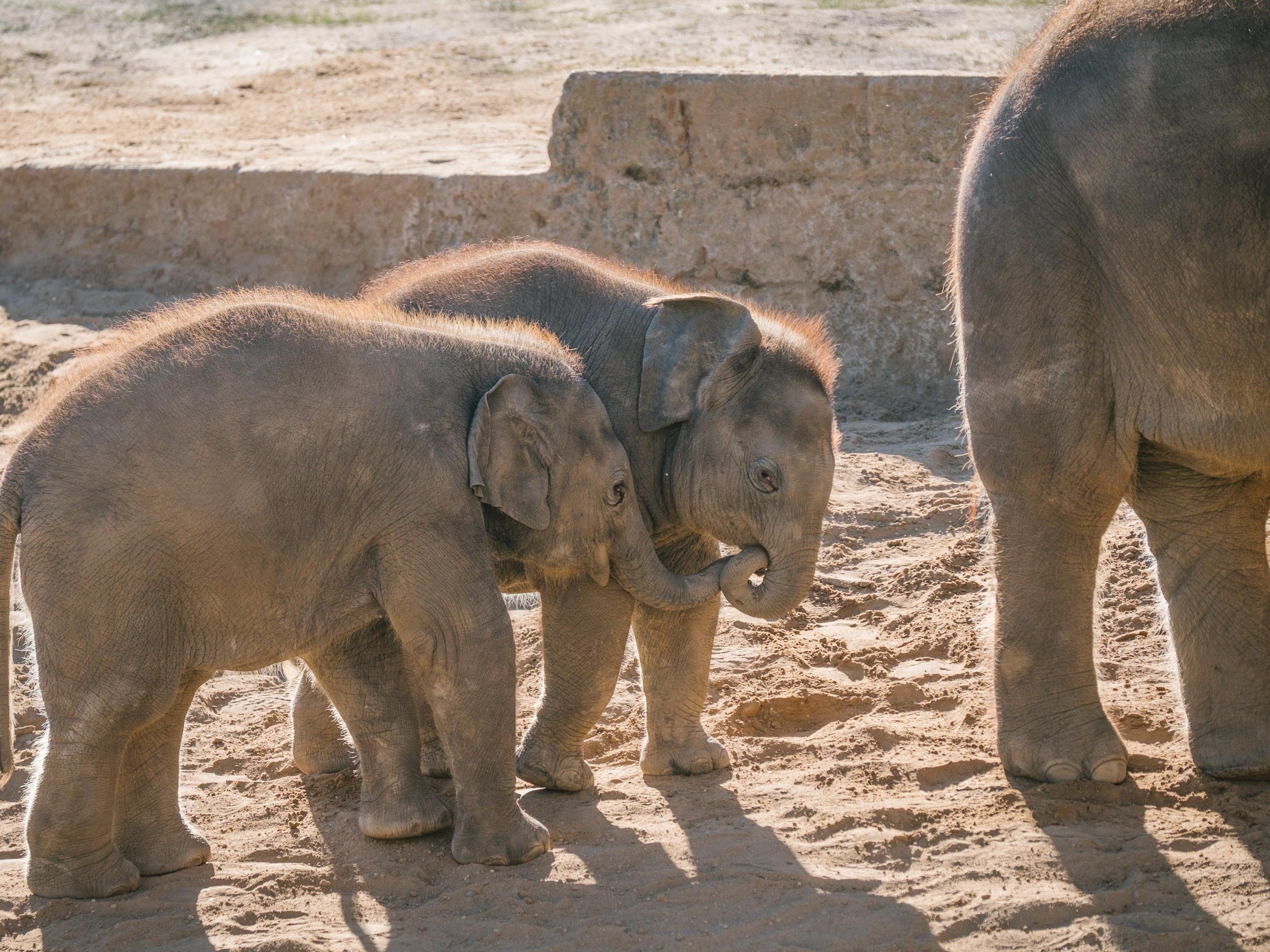 Elefantenbabys im Zoo Hannover. Peta wirft den Pflegern des Tierparks vor, sie würden die Elefanten bei der Dressur quälen. Elefantenbabys im Zoo Hannover. Peta wirft den Pflegern des Tierparks vor, sie würden die Elefanten bei der Dressur quälen.