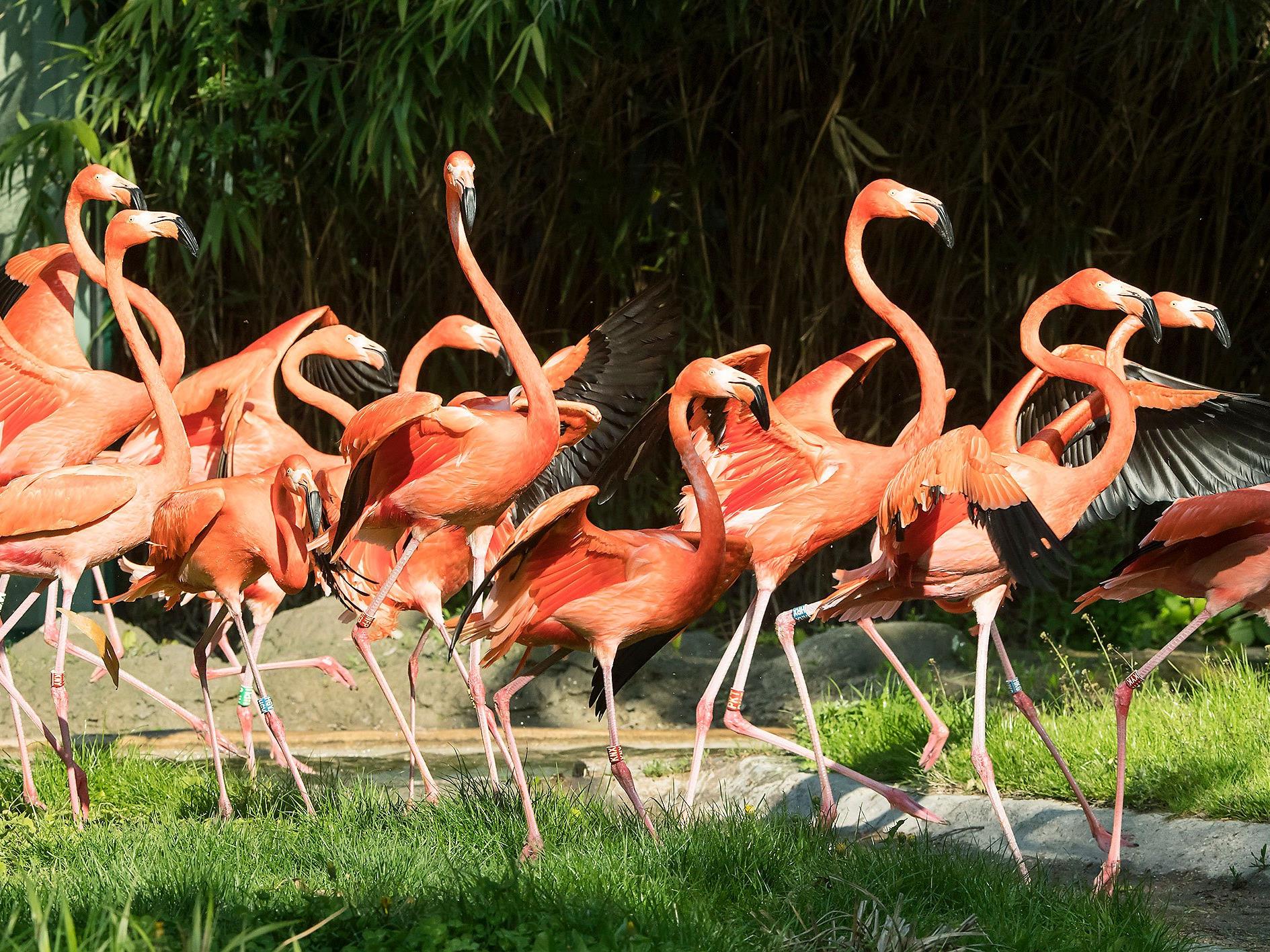 Die Roten Flamingos in Schönbrunn dürfen wieder ihre Freiheit in der Außenanlage genießen