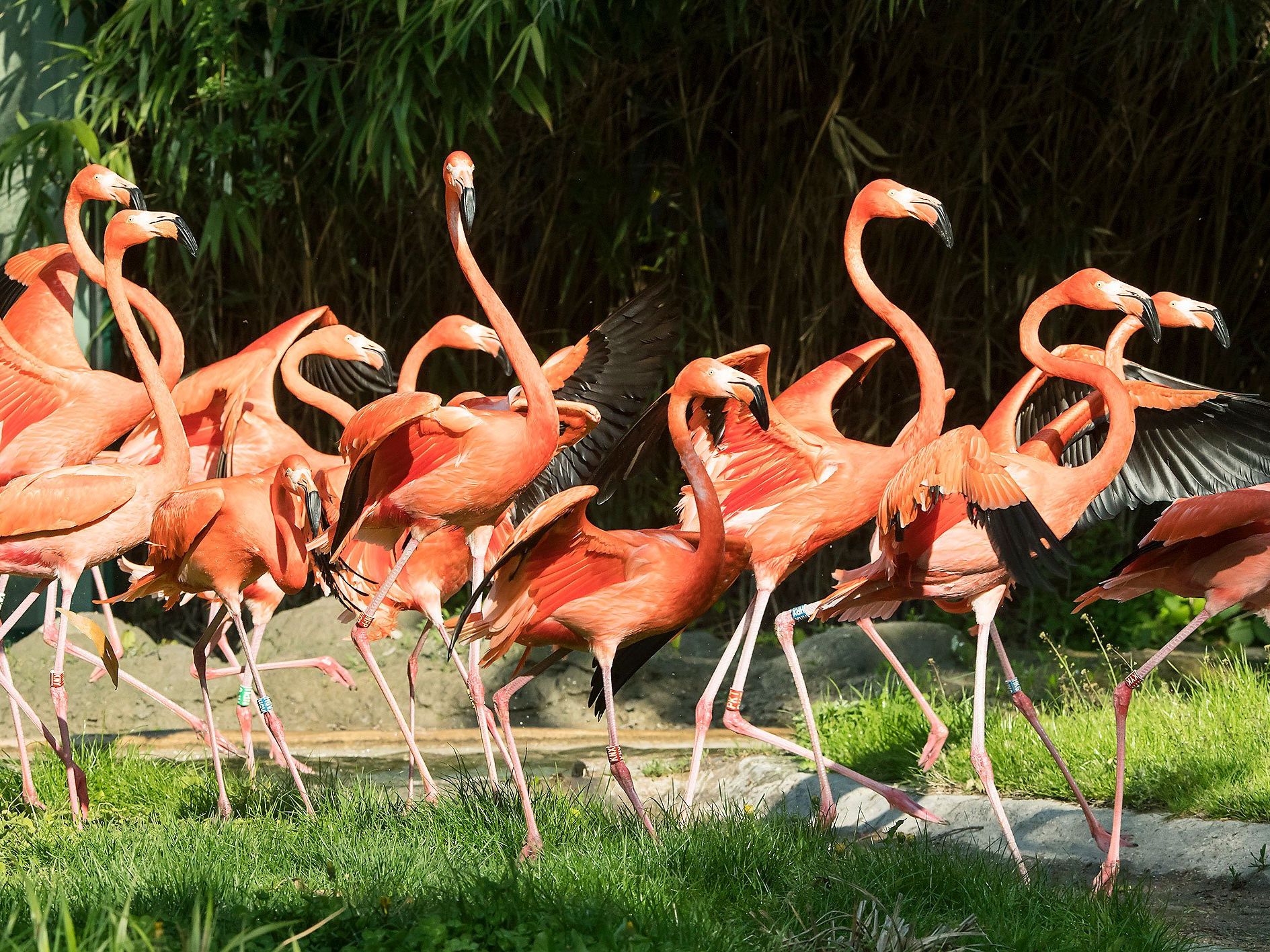 Die Roten Flamingos in Schönbrunn dürfen wieder ihre Freiheit in der Außenanlage genießen