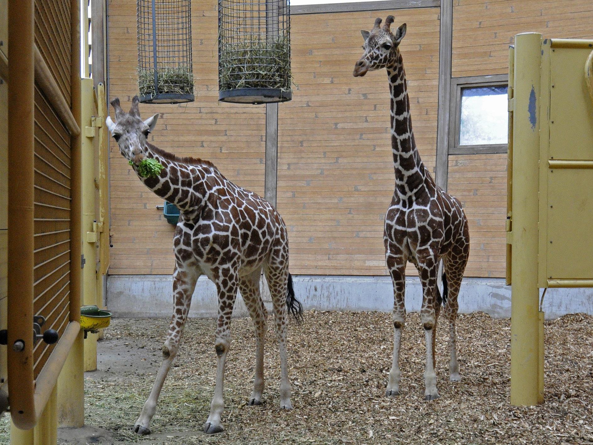 Fleur und Sofie kommen in den neuen Giraffenpark nach Schönbrunn.