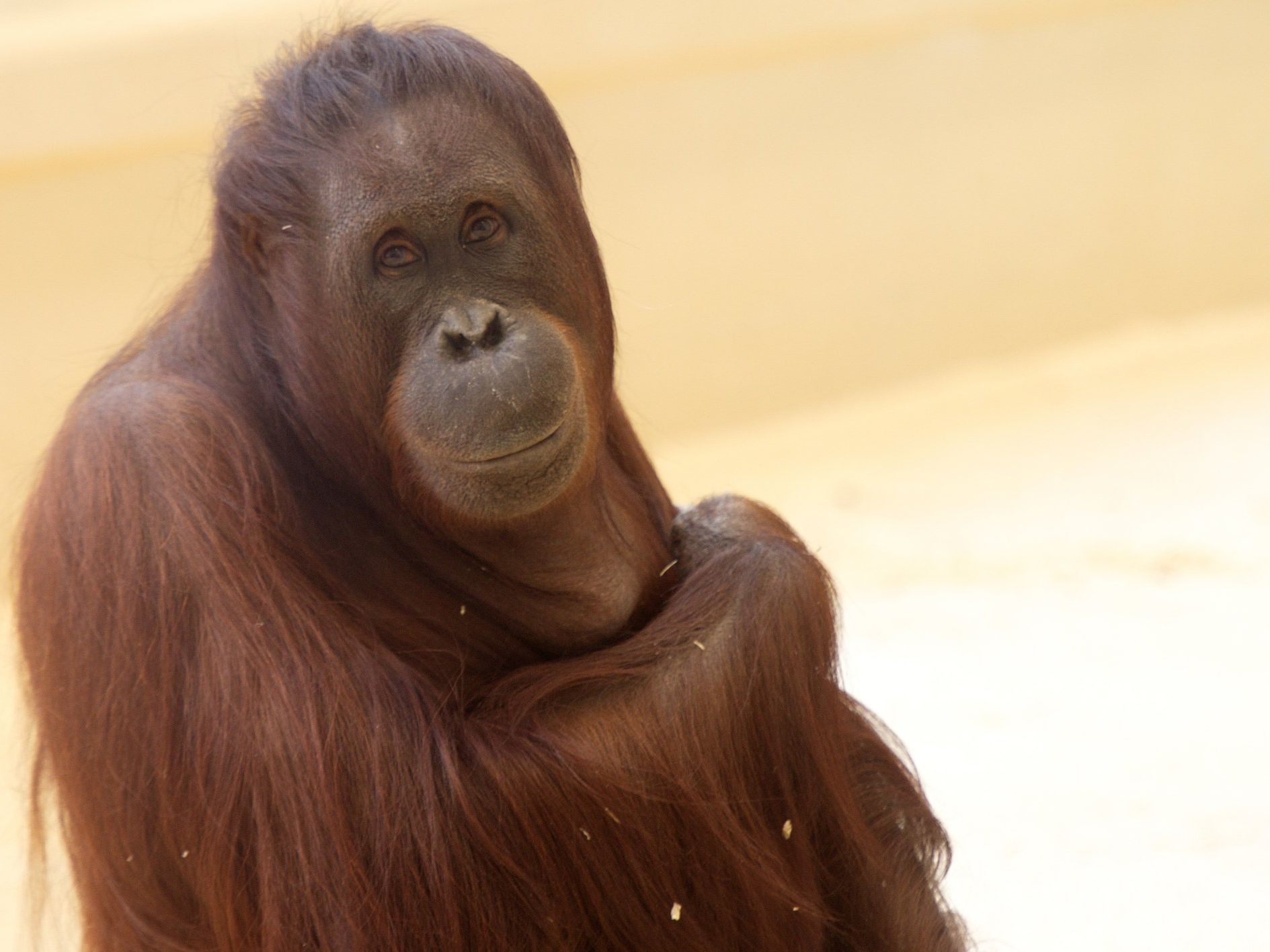 Der Nachwuchs der Orang-Utan-Dame Sol kam tot zur Welt. Der Nachwuchs der Orang-Utan-Dame Sol kam tot zur Welt.