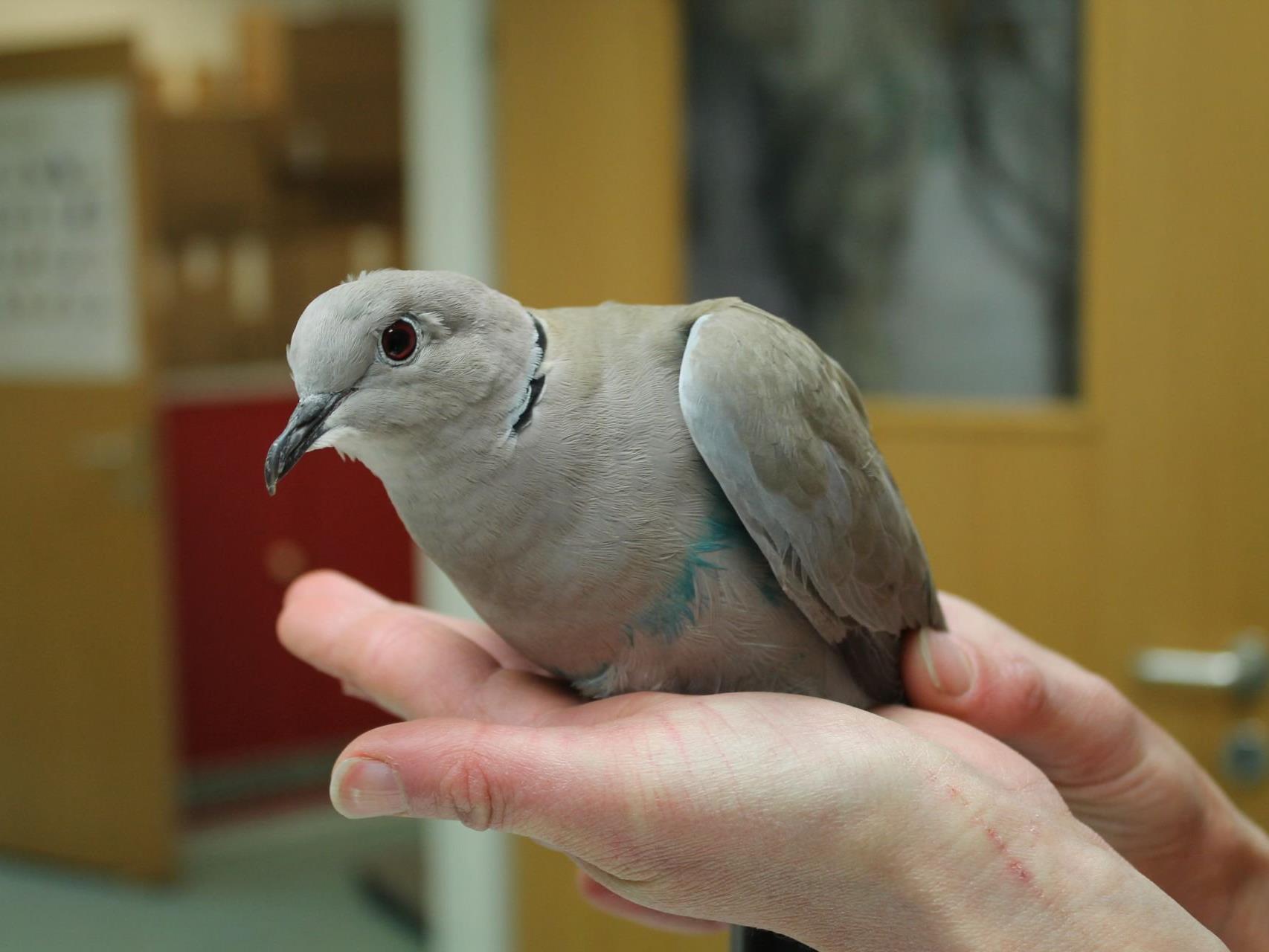 Die gequälte Taube wird nun im Wiener Tierschutzverein gepflegt.