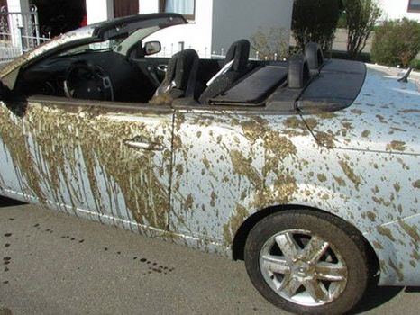 Polizei: Lenker und seine Tochter "waren gebräunt und brauchten eine Dusche". Polizei: Lenker und seine Tochter "waren gebräunt und brauchten eine Dusche".