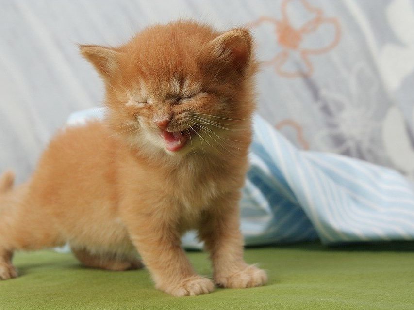 Natürlich auch immer wieder eine Laune-Boost: Katzen-Videos. Natürlich auch immer wieder eine Laune-Boost: Katzen-Videos.