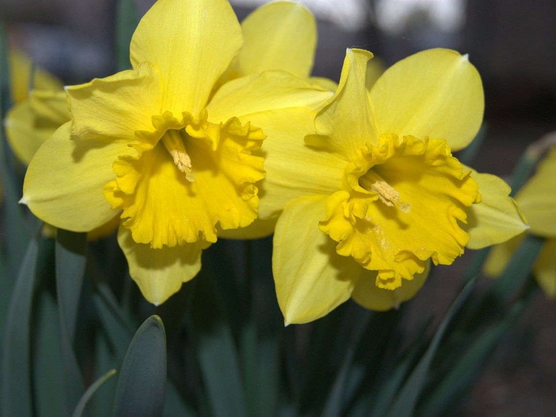 Die blumigen Trends für das Osterfest 2017. Die blumigen Trends für das Osterfest 2017.