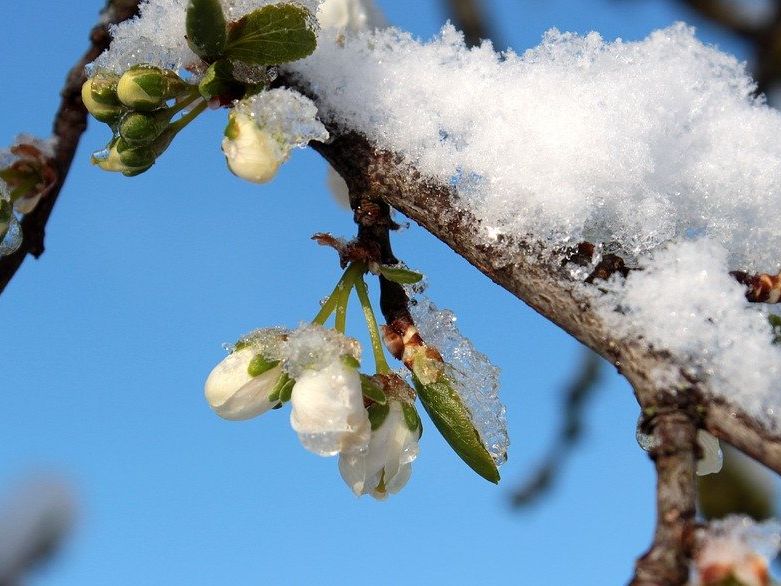 Der April zeigte sich noch von seiner frostigen Seite. Der April zeigte sich noch von seiner frostigen Seite.
