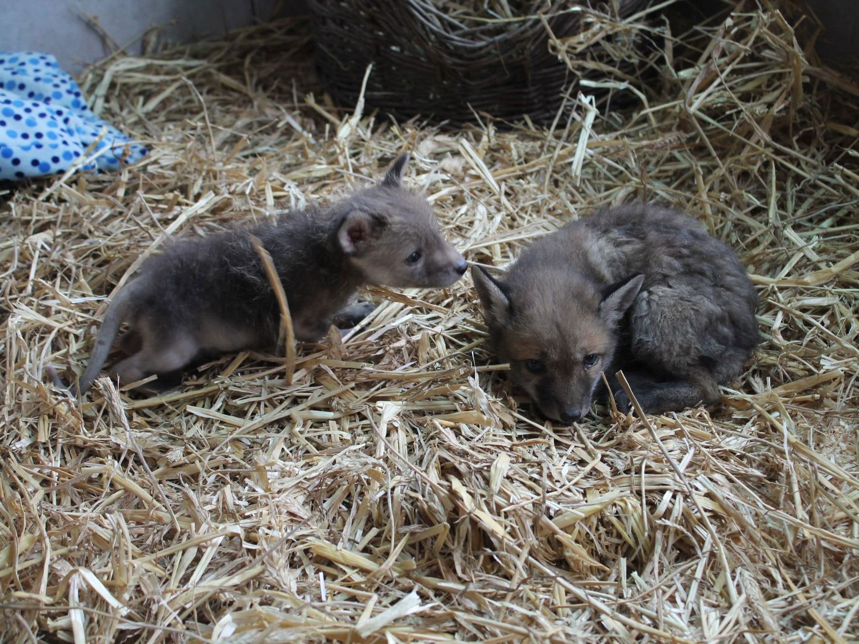 Babyfuchs "Fee" erhält Verstärkung durch "Flora" Babyfuchs "Fee" erhält Verstärkung durch "Flora"