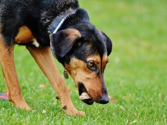 In Wien kam es erneut zu Giftköder-Attacken auf Hunde.