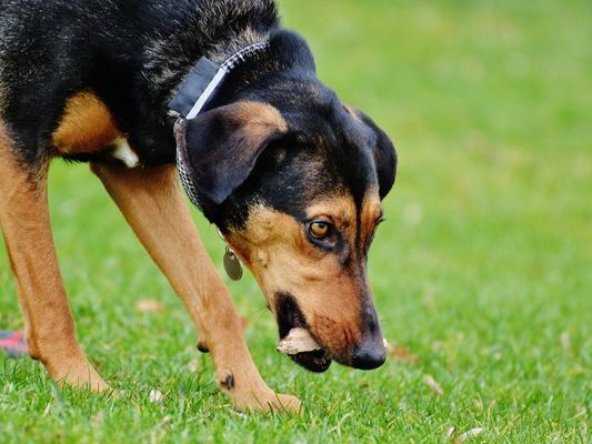 In Wien kam es erneut zu Giftköder-Attacken auf Hunde.