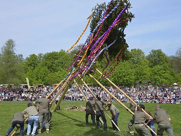 Traditionelles Maibaum-Aufstellen im Lainzer Tiergarten.