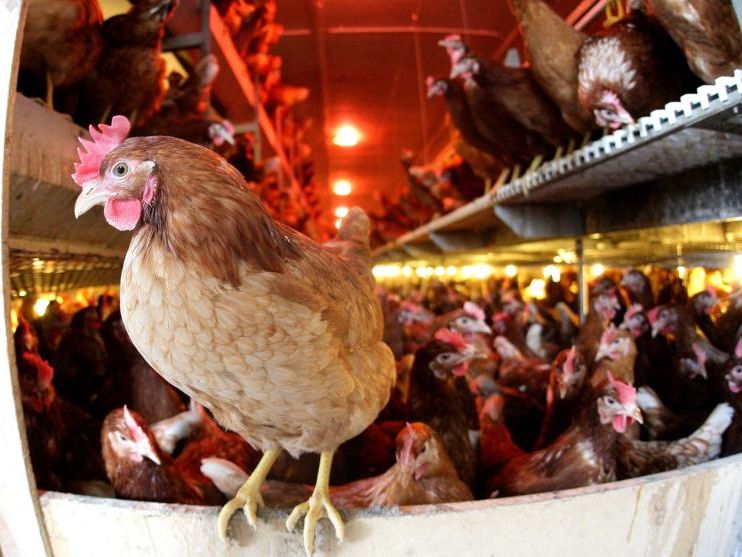 Kritik an fehlender Kennzeichnungspflicht in verarbeiteten Produkten Kritik an fehlender Kennzeichnungspflicht in verarbeiteten Produkten