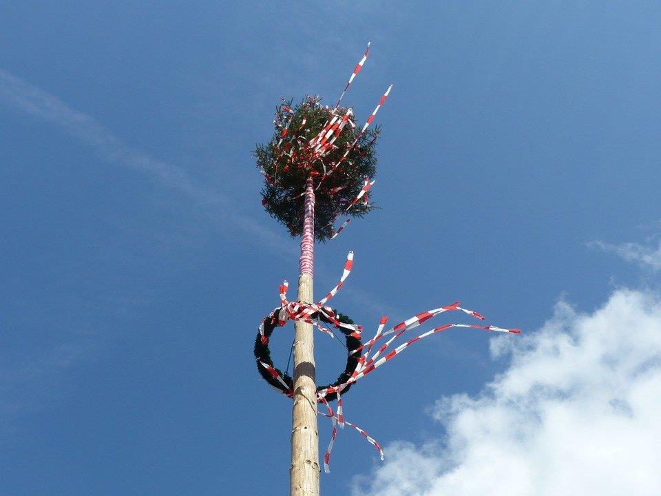 Der Maibaum wird wieder in Ottakring aufgestellt.