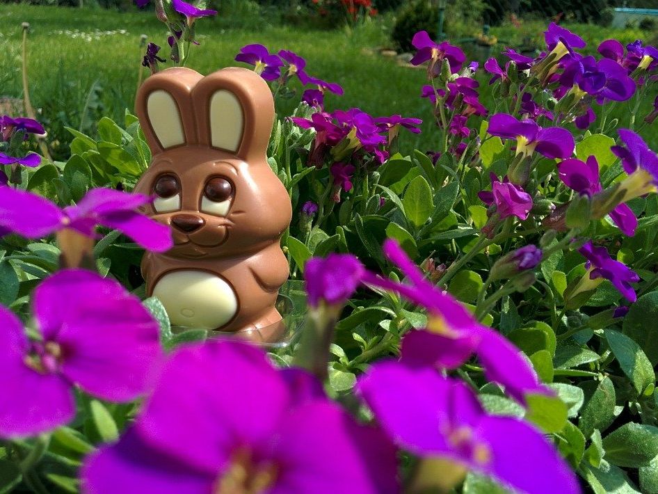 Man kann auch Osterhasen in Bio-Qualität verschenken. Man kann auch Osterhasen in Bio-Qualität verschenken.