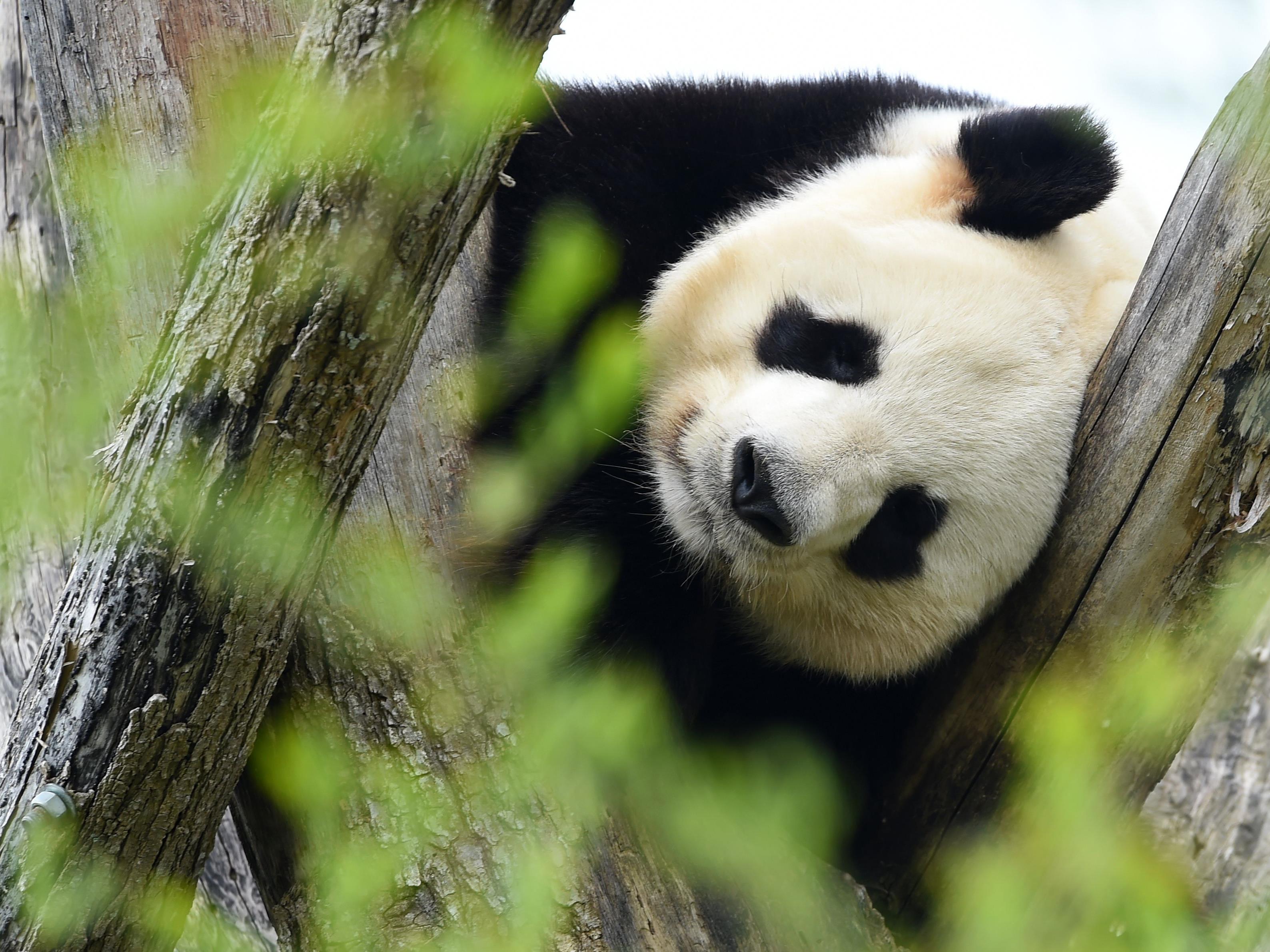 Dieser Panda ist zwar auch echt, er ist aber nicht des Rätsels Lösung.