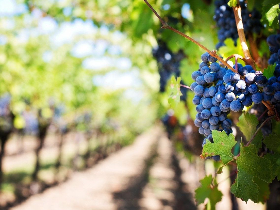 Die "WienWein"-Winzer haben eine Lagenklassifizierung eingeführt. Die "WienWein"-Winzer haben eine Lagenklassifizierung eingeführt.