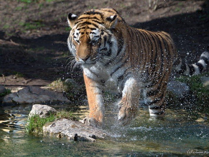 Schönbrunn trauert um Tiger-Dame Kyra. Schönbrunn trauert um Tiger-Dame Kyra.