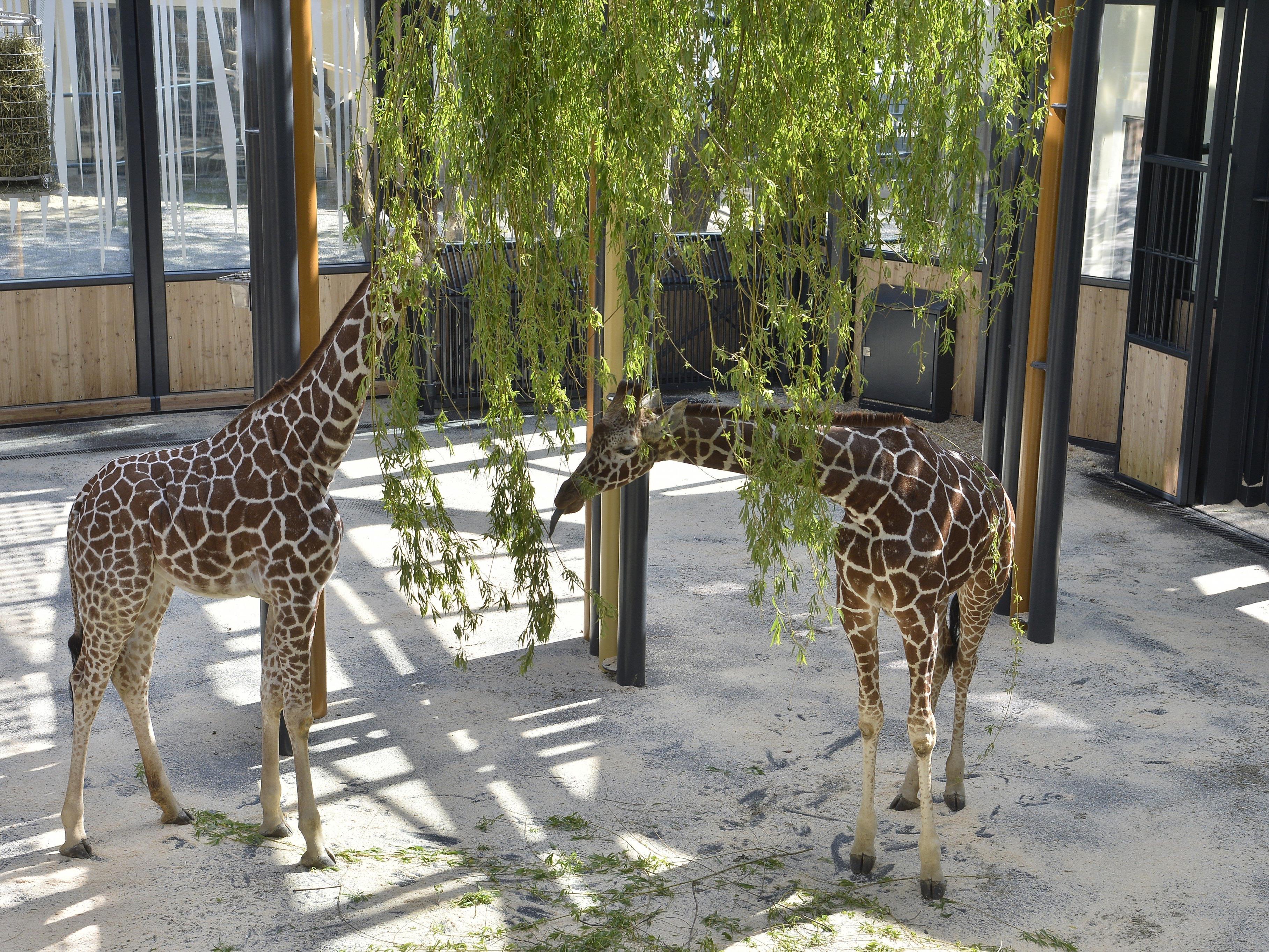 Fleur und Sofie im neuen Giraffenpark