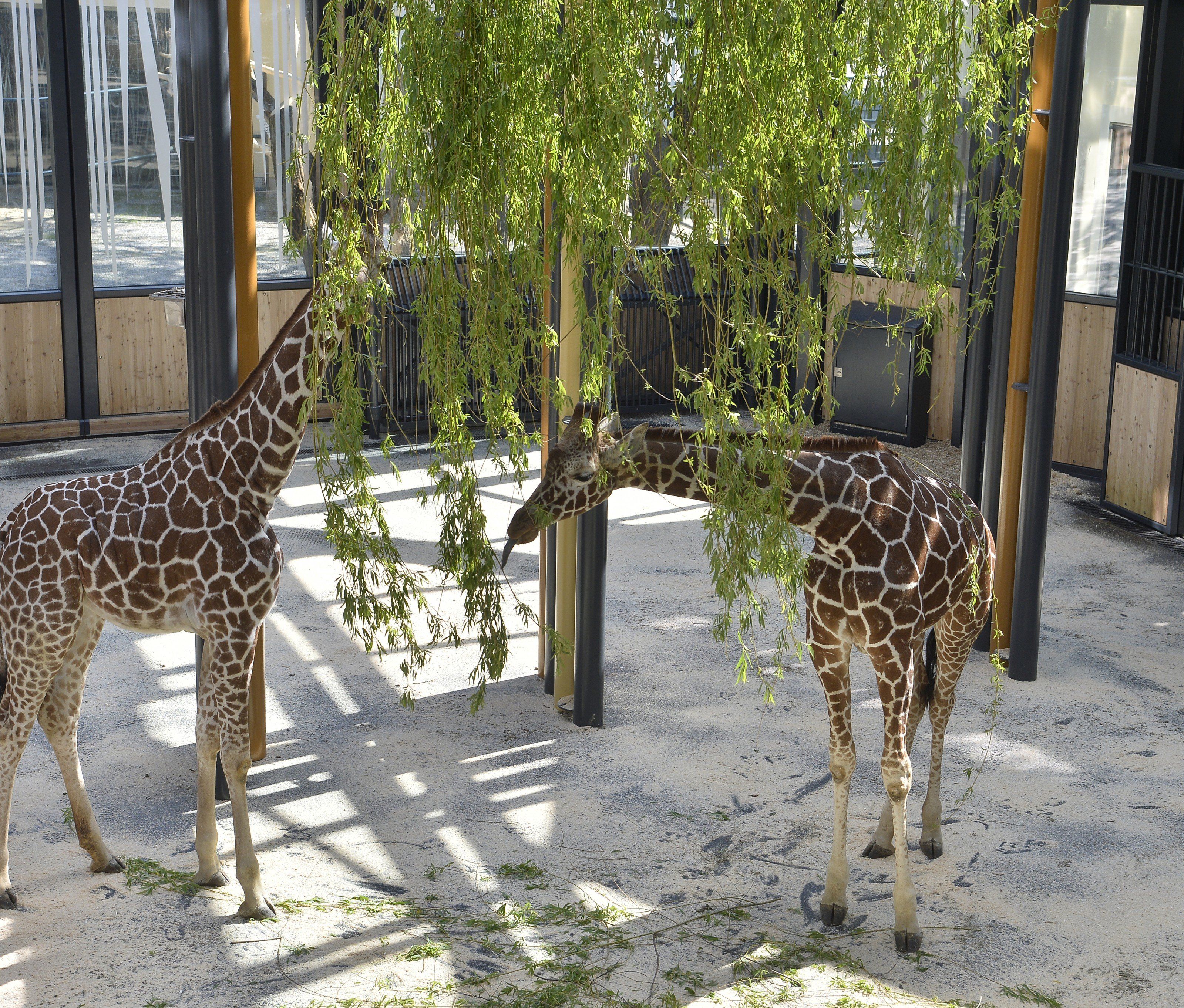 Fleur und Sofie im neuen Giraffenpark