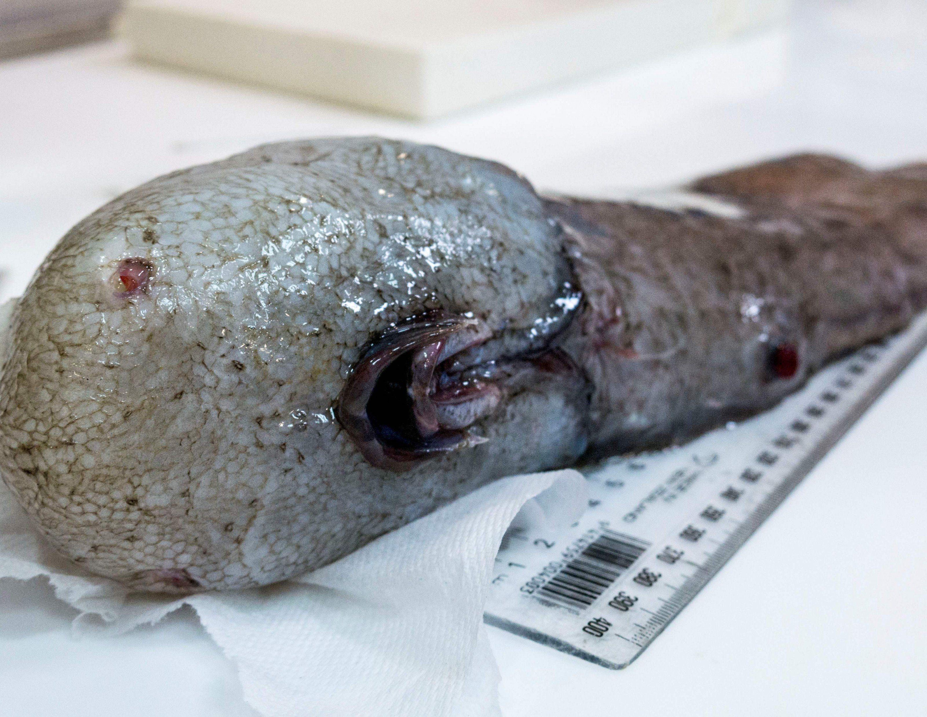 Keine sichtbaren Augen oder Nase, Maul an der Unterseite. Keine sichtbaren Augen oder Nase, Maul an der Unterseite.