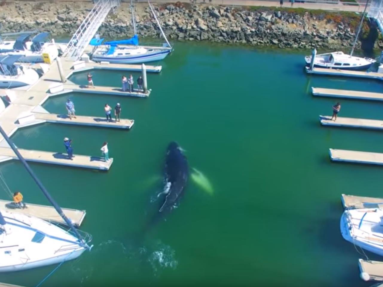 Der Buckelwal findet seinen Weg aus dem Hafen von Ventura nicht mehr.