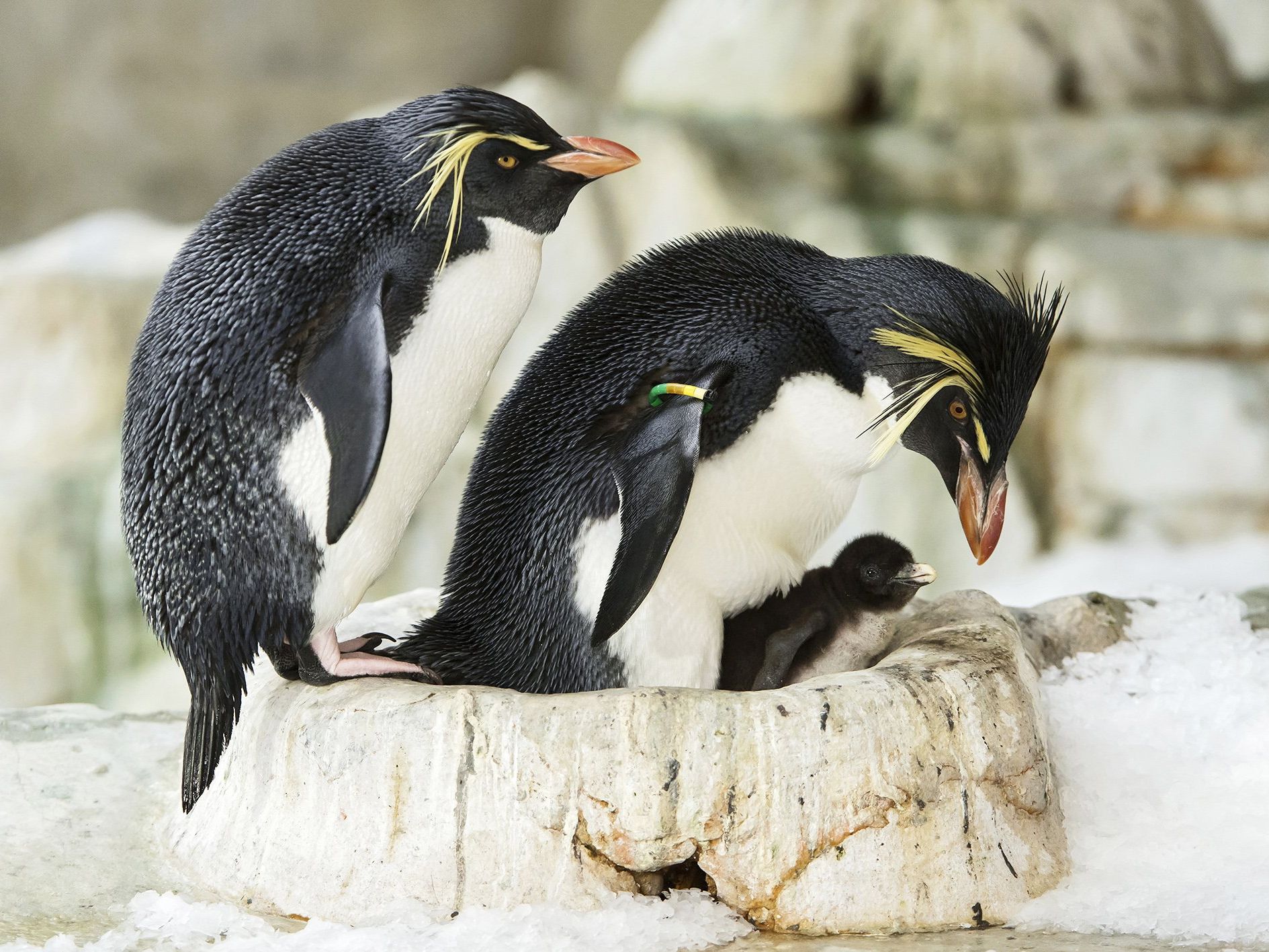 Mutter und Vater Felsenpinguin teilen sich die Aufzucht der Babys