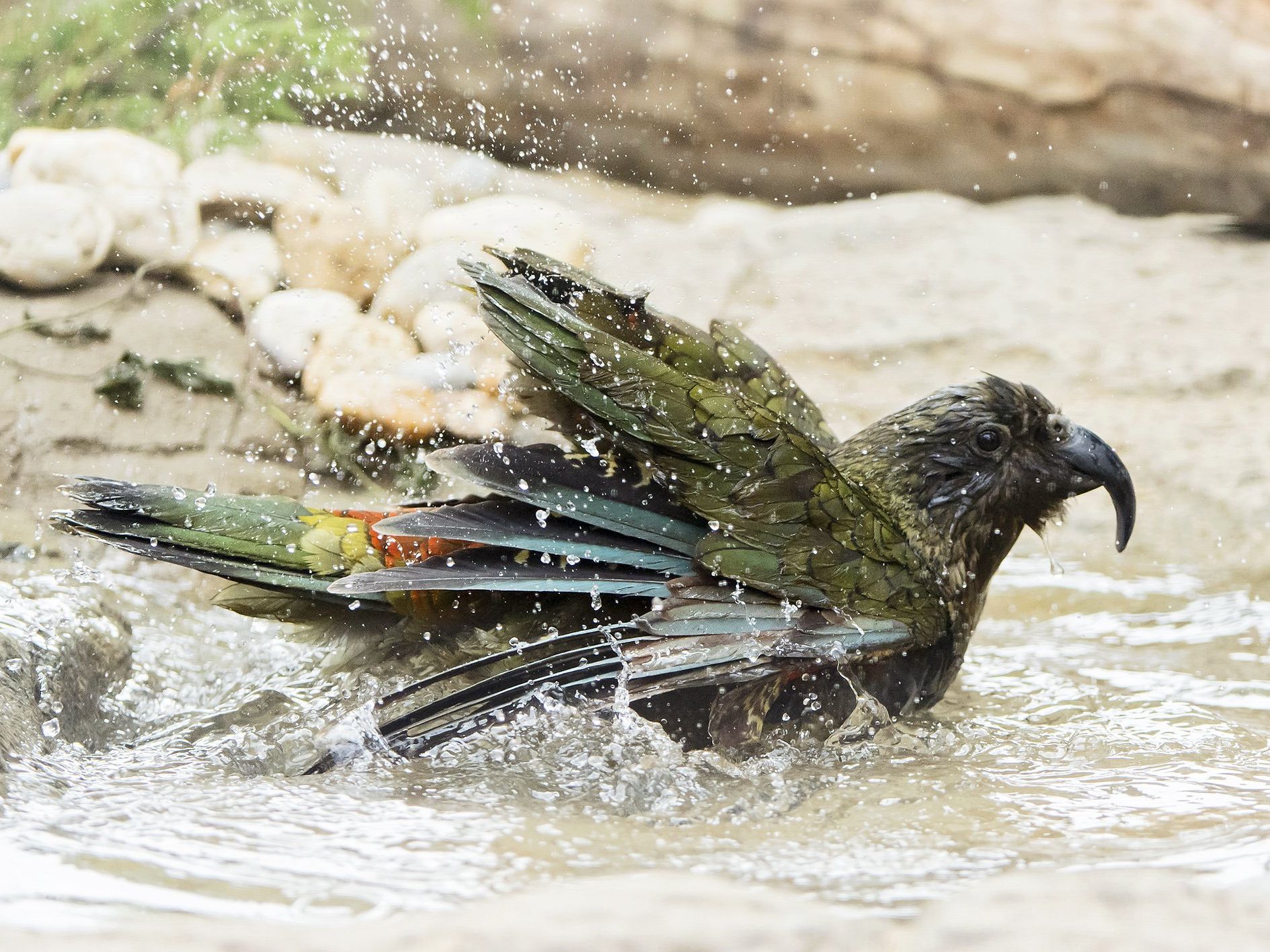 Fröhlich pritscheln die Keas im Tiergarten Schönbrunn