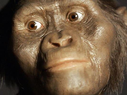 Bisher war davon ausgegangen worden, dass die Wiege der Menschheit in Afrika liegt. Im Bild der Australopithecus Afarensis "Lucy".