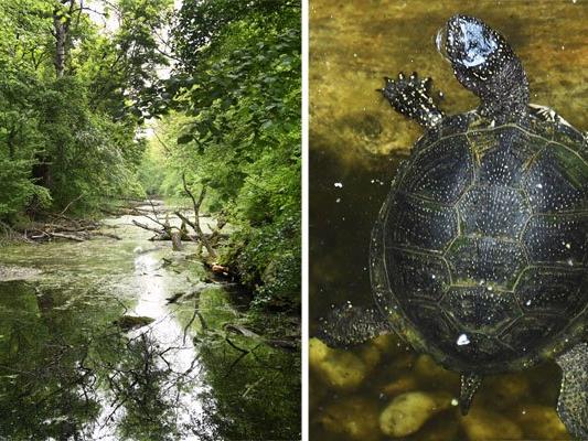 Europäische Sumpfschildkröte ist heimisch im Nationalpark Donau-Auen