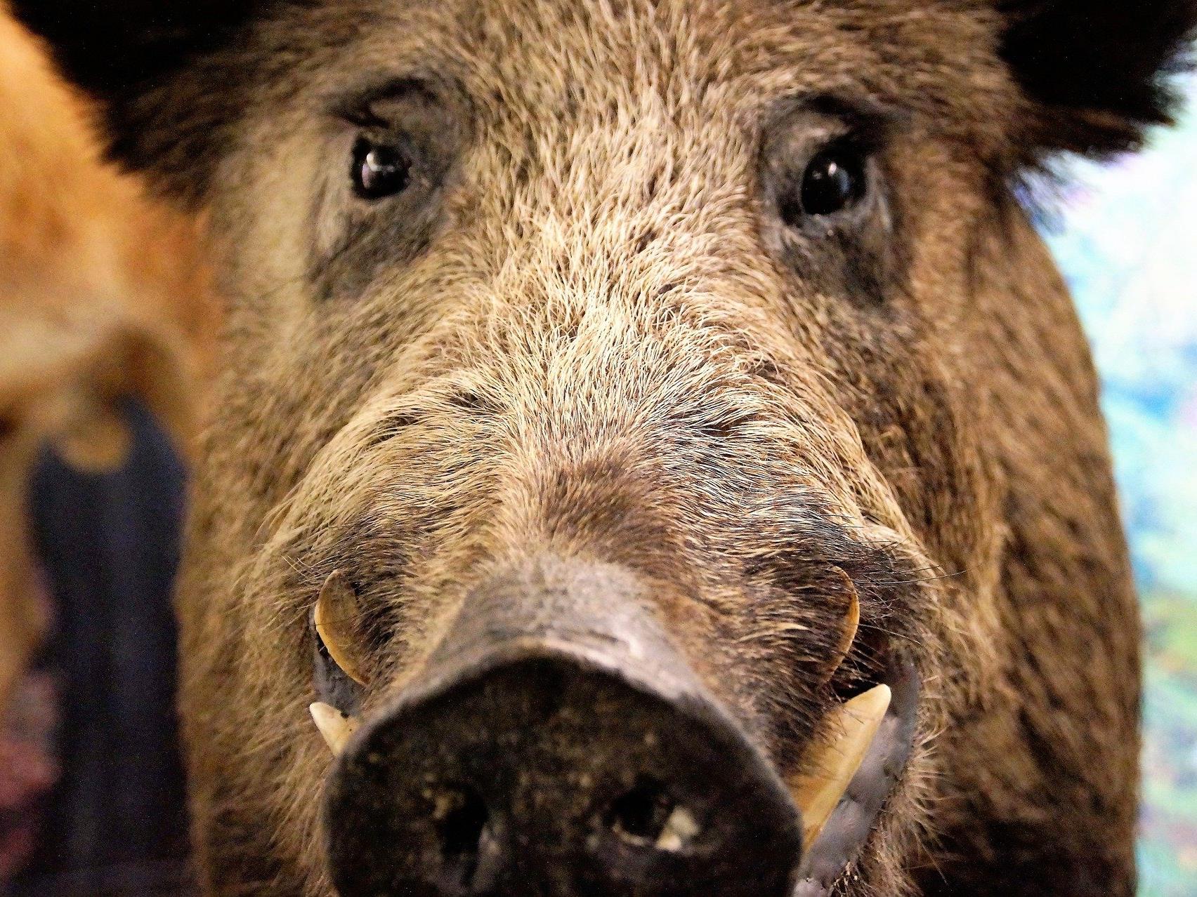 Ein Wildschwein attackierte den britischen Botschafter im Lainzer Tiergarten.