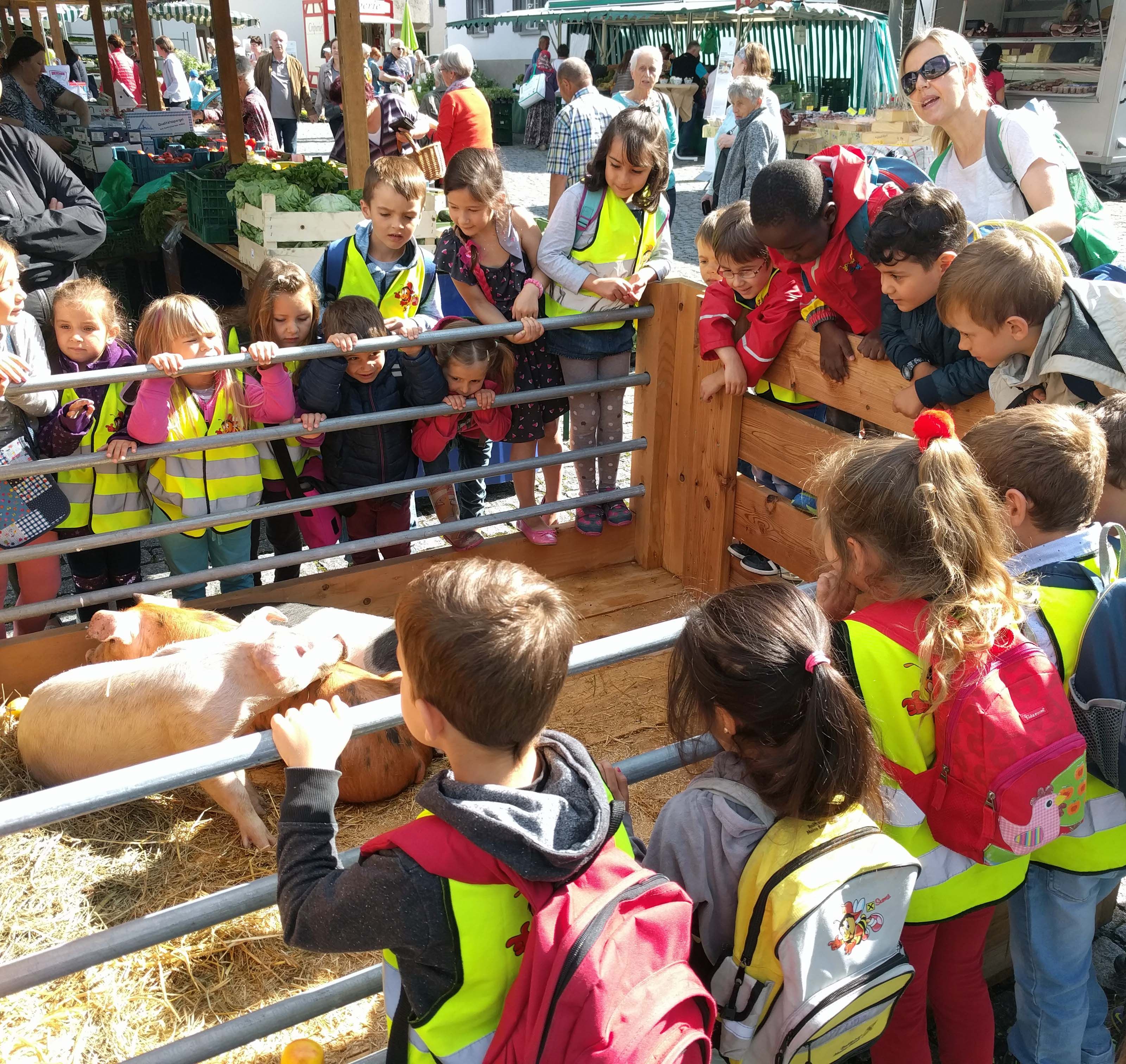 Die Kinder waren besonders begeistert von den Ferkeln des Ringelschwanzschweins. Die Kinder waren besonders begeistert von den Ferkeln des Ringelschwanzschweins.